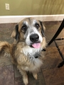 Kids_DogsFodPlease_7-2020 (2)